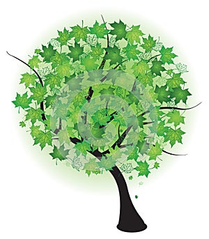 Summer maple green tree. Vector illustration.