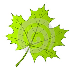 Summer Maple Leaf Low Poly