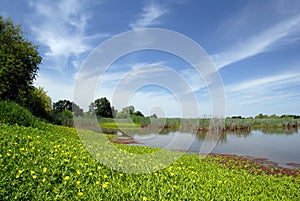 Summer Marsh and Meadow