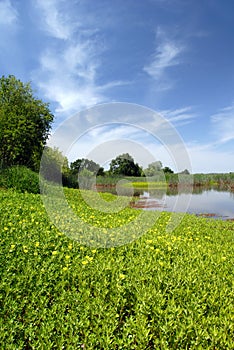 Summer Marsh and Meadow