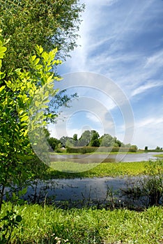 Summer Marsh Scene