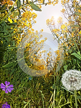 Summer Meadow