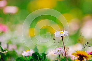 Summer Meadow Background