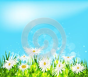 Summer meadow background with white daisy flowers