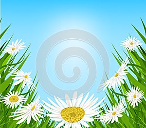 Summer meadow background with white daisy flowers