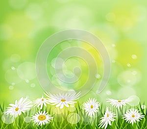 Summer meadow background with white daisy flowers