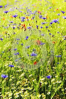 Summer meadow background with wild flowers like cornflowers, pop