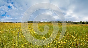 Summer meadow with blossoming wildflowers