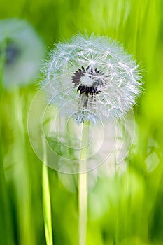 Summer Meadow Blowball photo