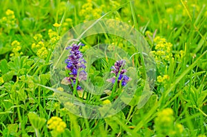 Summer meadow with blue flowers, morning dew on grass leaves. The natural background.