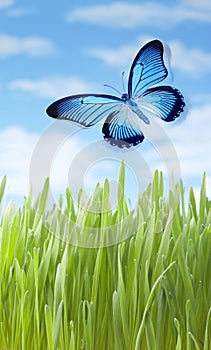 Summer Meadow Grass Butterfly photo