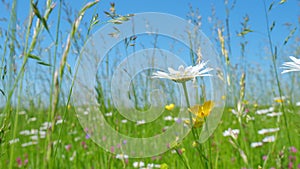 Summer meadow with colorful wild flowers. White chamomile and yellow buttercups with pink clover flowers. Blue clear sky