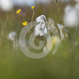 Summer meadow with cotton grass and buttercups