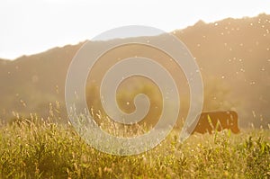 Summer meadow and cow