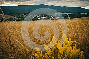 Summer meadow in evening, rural landscape in background