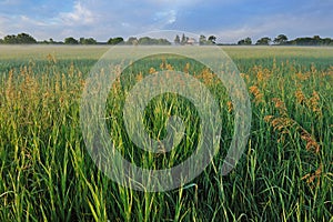 Summer Meadow and Farmstead photo