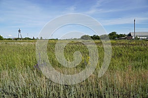 Summer meadow flower landscape. Medow field grass