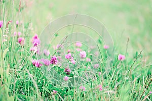 Summer meadow with flowering clover and green grasses at sunset. Soft focus