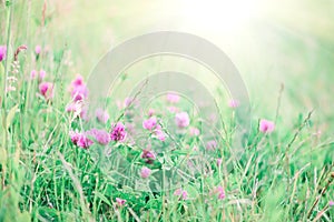 Summer meadow with flowering clover and green grasses at sunset. Soft focus