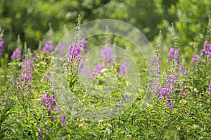 Summer meadow with flowering willowherb or fireweed