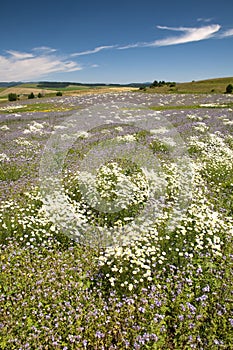 Summer meadow with flowers