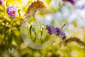 Summer meadow flowers on blurred background