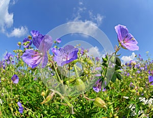 Summer meadow with flowers Geranium pratense