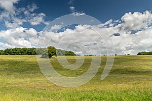 Summer Meadow at Fonthill Estate