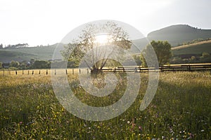 Summer meadow full with daisies after rain