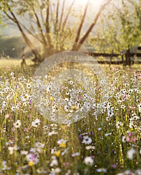 Summer meadow full with daisies after rain