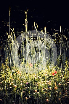 Summer meadow, grass field with colorful flowers