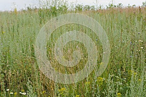 Summer meadow grass and flowers