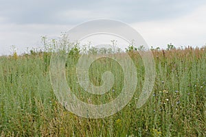 Summer meadow grass and flowers