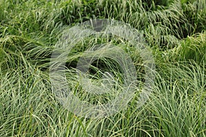 Summer, meadow, grass. Grass izors. Background image