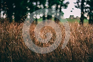 Summer meadow grass and weed texture. abstract green foliage blur background with shallow depth of field