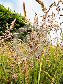 Summer Meadow Grasses