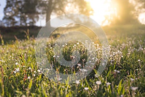 Summer meadow, green grass field in warm sunlight, nature background concept, soft focus, warm pastel tones