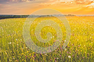 Summer meadow, green grass field and wildflowers in warm sunlight. Early morning sunrise on the fields. Nature, environment