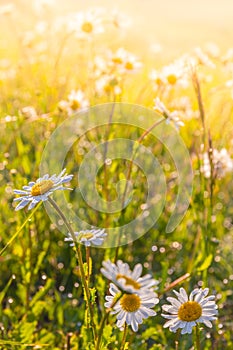 Summer meadow, green grass field and wildflowers in warm sunlight, soft focus, warm pastel tones. Abstract nature background