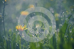 Summer meadow, green grass field and wildflowers in warm sunlight, soft focus, warm pastel tones. Abstract nature background