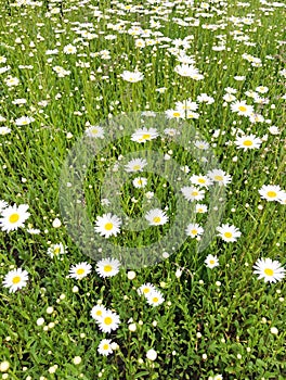 Summer meadow Green grass and white flowers chamomile