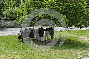 Summer meadow and group pack horses relaxation under big walnut tree in Dushantsi village, Central Balkan mountain, Stara Planina