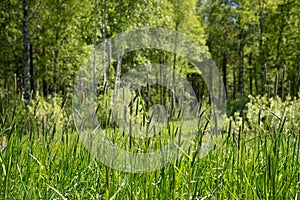 Summer meadow landscape, grass and flowers with blurred forest on the background. European nature scenic backdrop