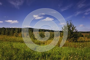 Summer meadow landscape with grass and wild flowers on the background of a forest