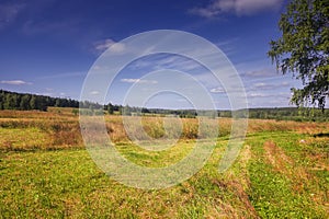 Summer meadow landscape with grass and wild flowers on the background of a forest