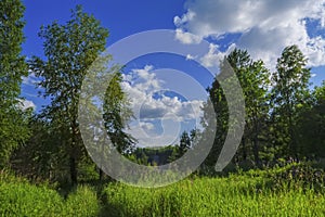 Summer meadow landscape with green grass and wild flowers