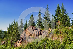 Summer meadow landscape with green grass and wild flowers on the background of a coniferous forest