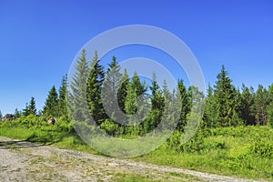 Summer meadow landscape with green grass and wild flowers on the background of a coniferous forest