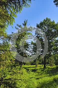 Summer meadow landscape with green grass and wild flowers on the background of a coniferous forest