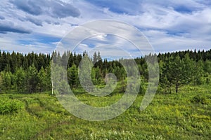 Summer meadow landscape with green grass and wild flowers on the background of a coniferous forest